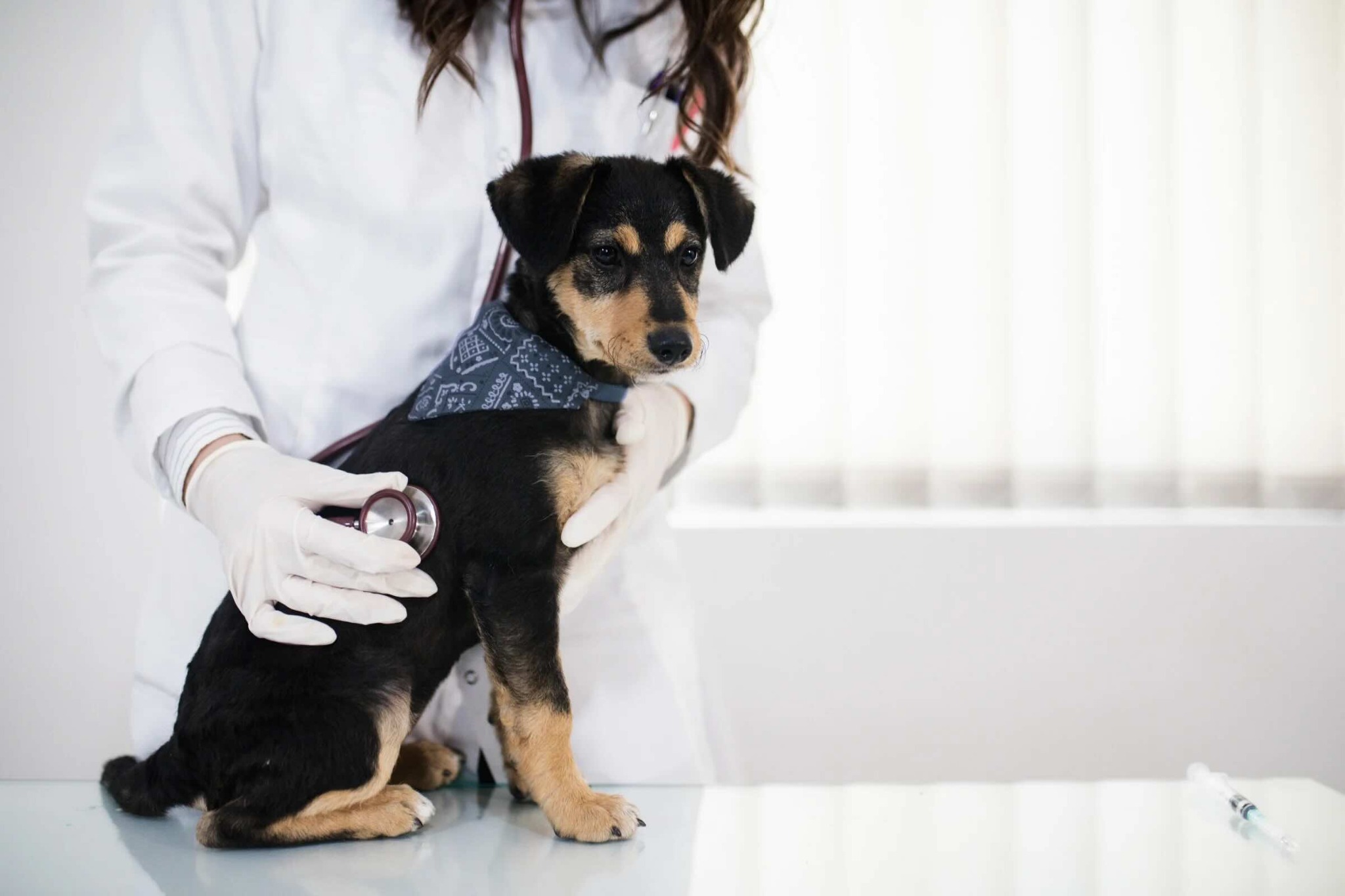 Veterinarian holding a puppy