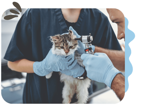 Annual Examination