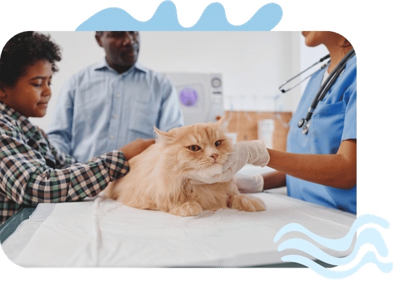 Spaying + Neutering
